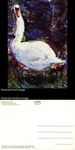 Swan by Bill Sullivan