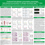 Continued food-allergen consumption exacerbates beta-amyloid accumulation in allergen-sensitized AppNL-G-Fmice.
