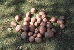 Pile of Potatoes by James Smith Pierce