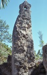 Coral Tower with Inscription by James Smith Pierce