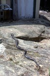 Snake on the Stone