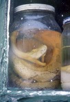 Snake in a Jar