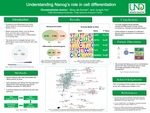 Understanding Nanog’s role in cell differentiation by Oluwatobiloba Aminu, Junguk Hur, and Bony de Kumar