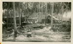 Camp on Guadalcanal