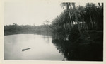 Guadalcanal River Scene