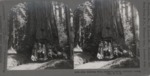 Stereoscope Slide, The Wawona Tree, Mariposa Grove, Yosemite Valley, Cal., U.S.A. by B.L. Singley
