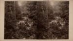 Stereoscope Slide (People in the woods) by Artist Unknown
