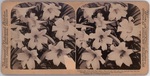 Stereoscope Slide, Underwood & Underwood, Consider the Lilies how they grow by Artist Unknown