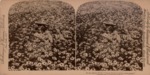 Stereoscope Slide, In the Daisy Field - "Sweet flow'ret of the rural glade." by Strohmeyer & Wyman