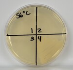 Temperature Plate_56C by Sarah Sletten