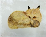 Resting Red Fox by Jack Sabon