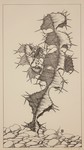 Euphorbia by C. Val Anderson