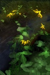 Yellow Flowers by Matthew Anderson